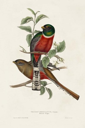 Framed Elegant Trogons I Print
