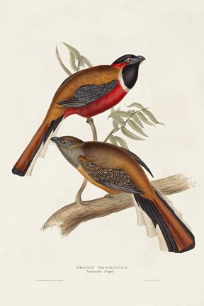 Framed Elegant Trogons IV Print