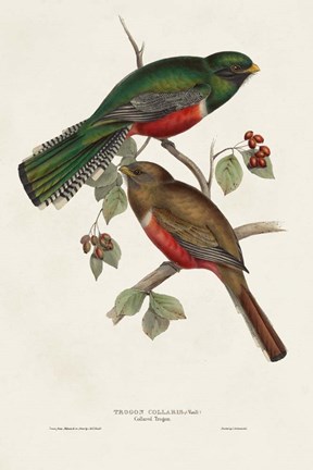 Framed Elegant Trogons VI Print