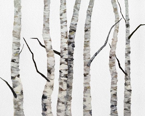 Framed Birch Trees II Print