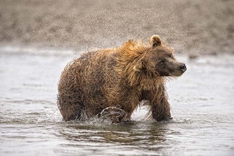 Framed Photography Study Shake it Off Print