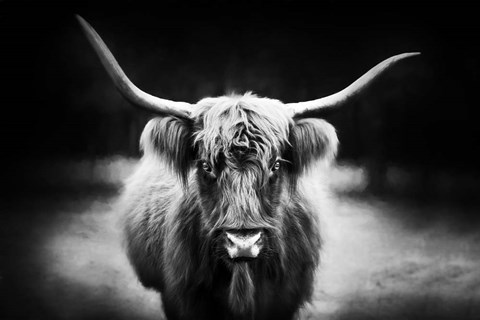 Framed Photography Study Highland Cattle Print