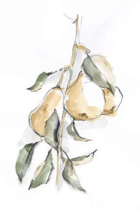 Framed Watercolor Fruit Contour I Print