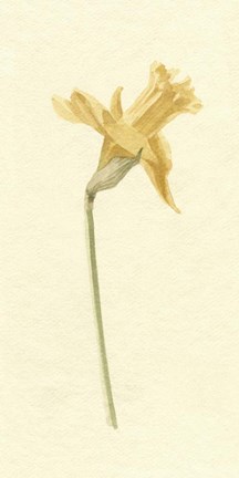 Framed Vintage Daffodil II Print