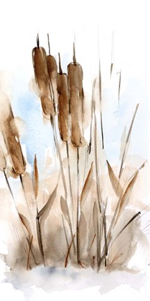 Framed Watercolor Cattail Study I Print