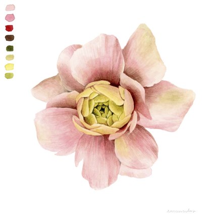 Framed Watercolor Ranunculus Study I Print