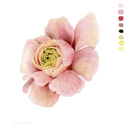 Framed Watercolor Ranunculus Study II Print