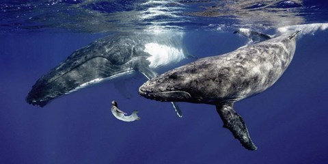 Framed La Fille de la Mer (couleur) Print