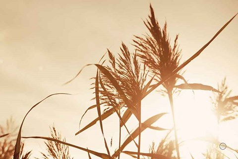 Framed Noon Grasses IV Print