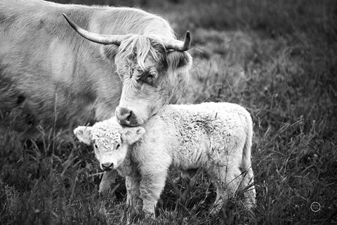Framed Cow Care Print