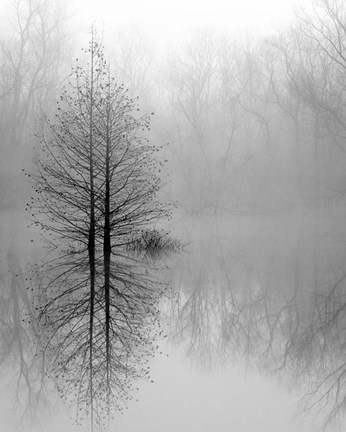 Framed Lake Trees in Winter Fog Print