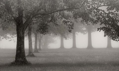 Framed Trees In Early Autumn Print