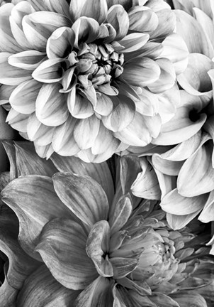 Framed B&amp;W Flower 2 Print