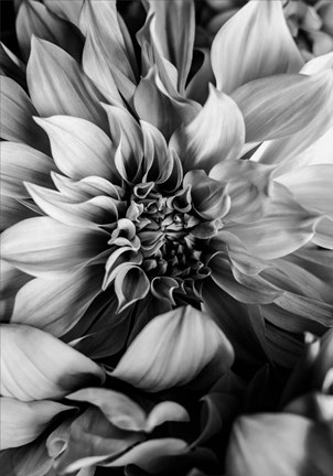 Framed B&amp;W Flower 4 Print