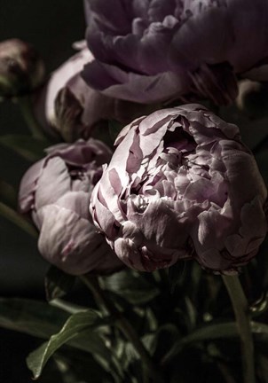 Framed Flower 3 Print