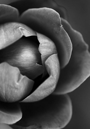 Framed Flower Bloom Print