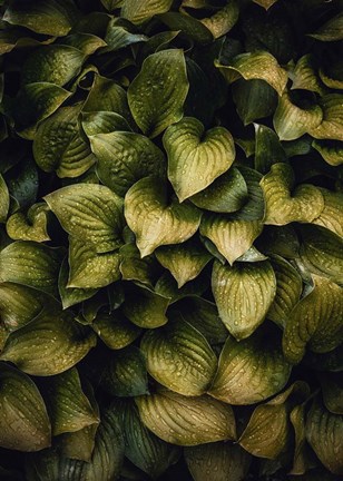 Framed Hostas Leaves Print
