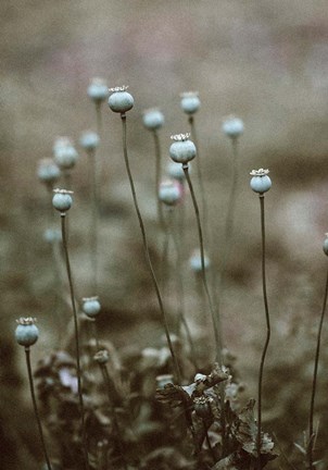 Framed Poppy Pods Print