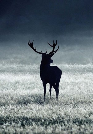 Framed Silhouette Deer Print