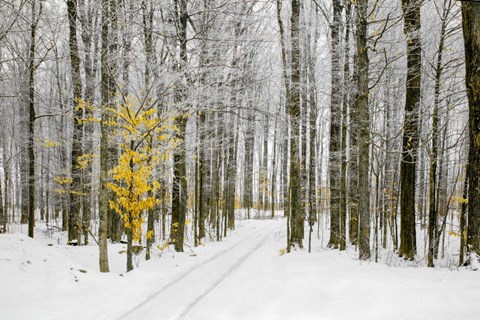 Framed Mustard Tree Print