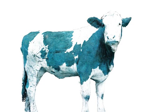 Framed Blue Swiss Cow Print