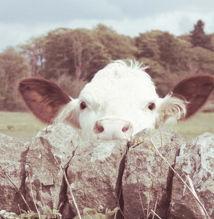 Framed Peek-a-Boo Cow Print