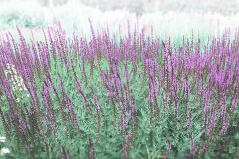 Framed Lavender Garden Print