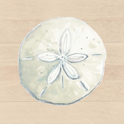 Framed Sand Dollar Print