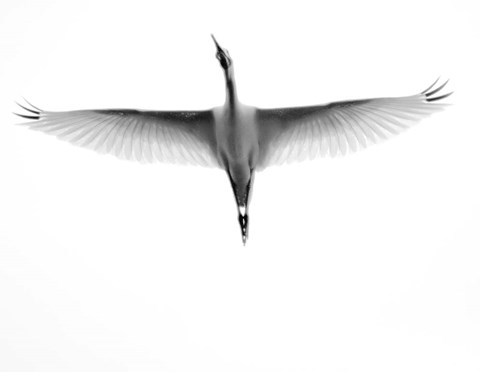 Framed In Flight Print