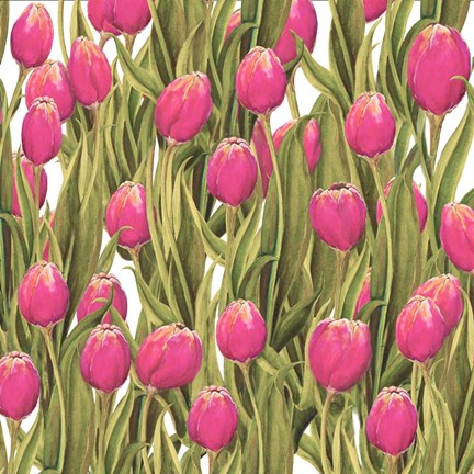 Framed Tulip Symphony II Print