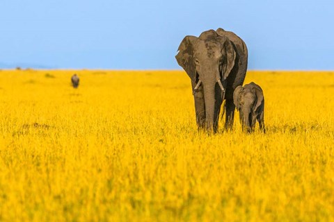 Framed Vibrant Africa Print