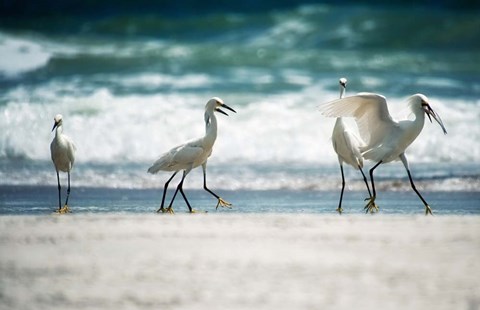 Framed Egret Walk Print