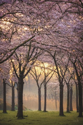 Framed Cherry Trees at Sunrise Print