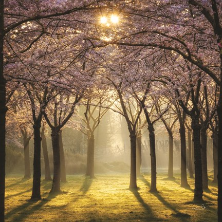 Framed Cherry Trees in Morning Light II Print