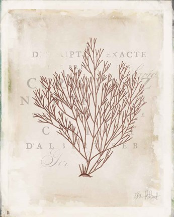 Framed Sea Garden II Brown Print