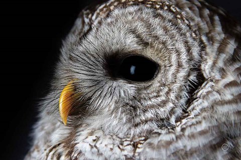 Framed Barred Owl Portrait Print