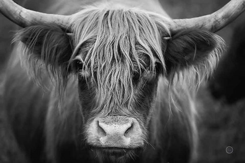 Framed Cow Nose BW Print