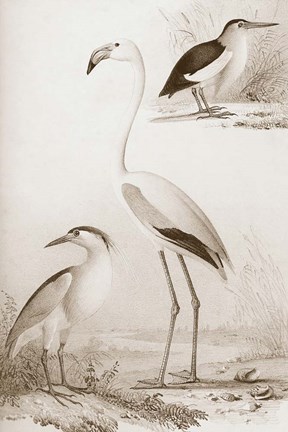 Framed Sepia Water Birds I Print