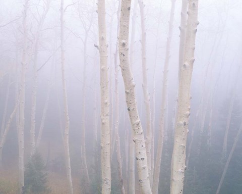 Framed Aspens In The Fog Print