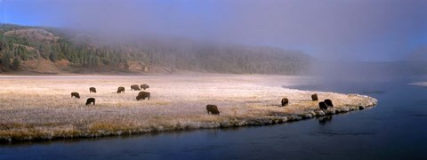 Framed Bison Along the Firehole Print
