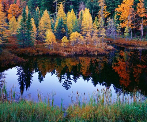 Framed Tamarack Reflections Print