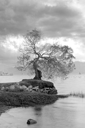 Framed Coastal Oak Series No. 1 Print