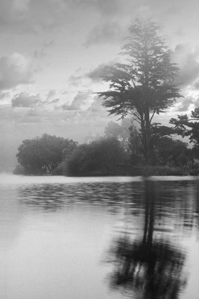 Framed Coastal Oak Series No. 34 Print