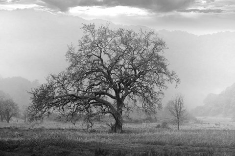 Framed Coastal Oak Series No. 41 Print