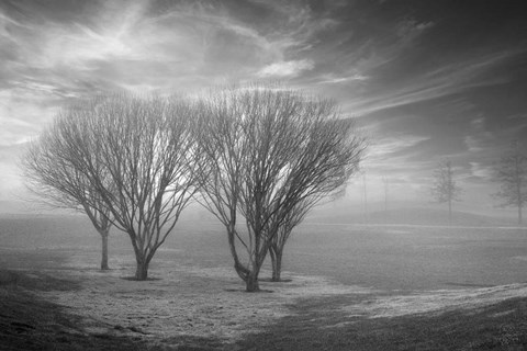 Framed Coastal Oak Series No. 42 Print