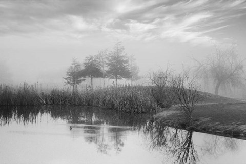 Framed Coastal Oak Series No. 43 Print