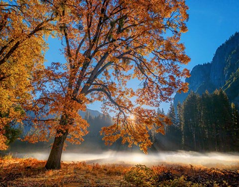 Framed Autumn Oak Sunrise &amp; Fog Print