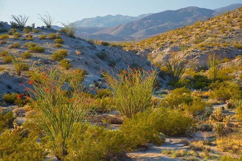 Framed Desert Ocotillo Landscape Print