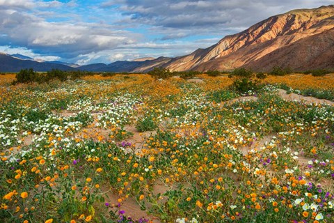 Framed Desert Wildflowers in Henderson Canyon Print