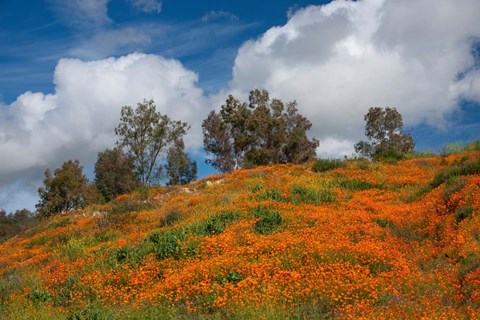 Framed Poppies, Trees &amp; Clouds Print